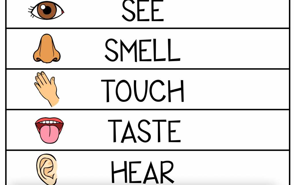 5 senses worksheet free printable 5 senses worksheet free printable