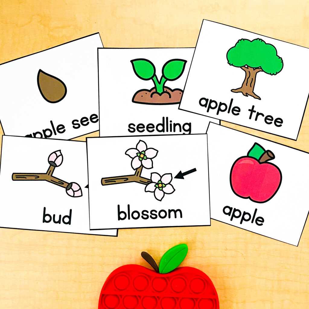 apple tree life cycle printable