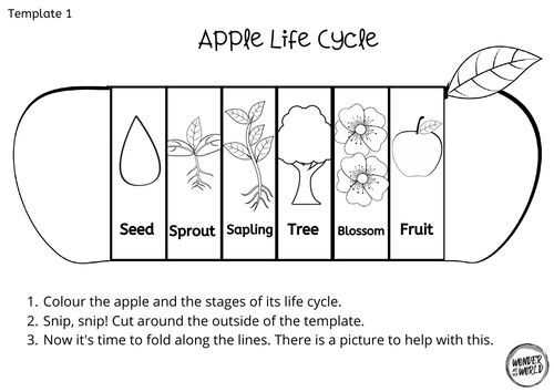 apple tree life cycle printable apple tree life cycle printable