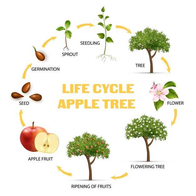 apple tree life cycle printable