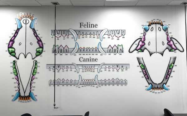canine dental chart printable