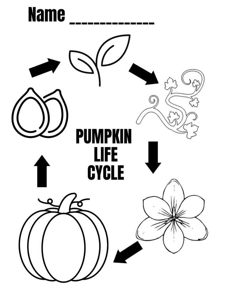 free printable pumpkin life cycle free printable pumpkin life cycle