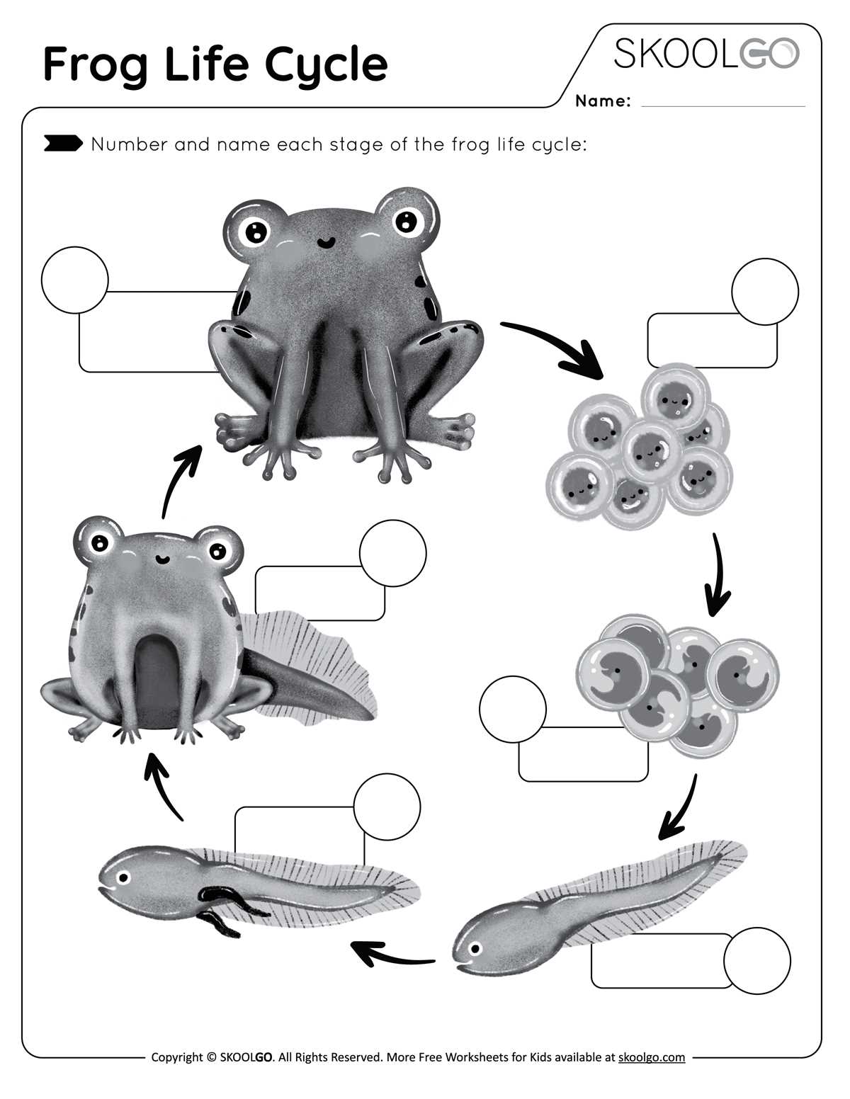 frog life cycle free printable frog life cycle free printable