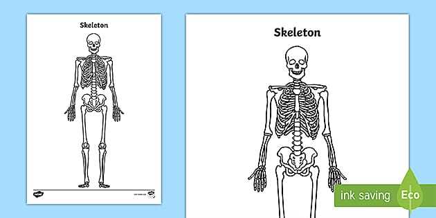 human skeleton diagram printable