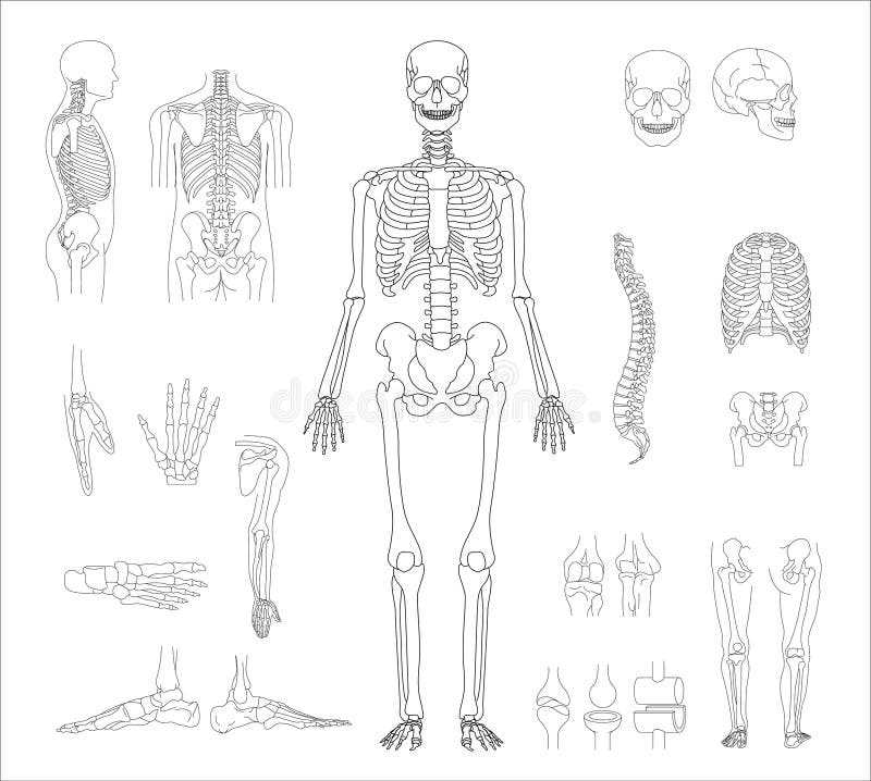 human skeleton diagram printable
