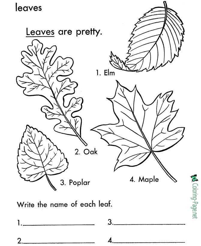leaves coloring pages printable