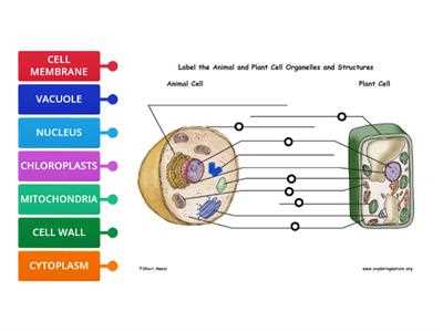 plant and animal cell diagram printable plant and animal cell diagram printable