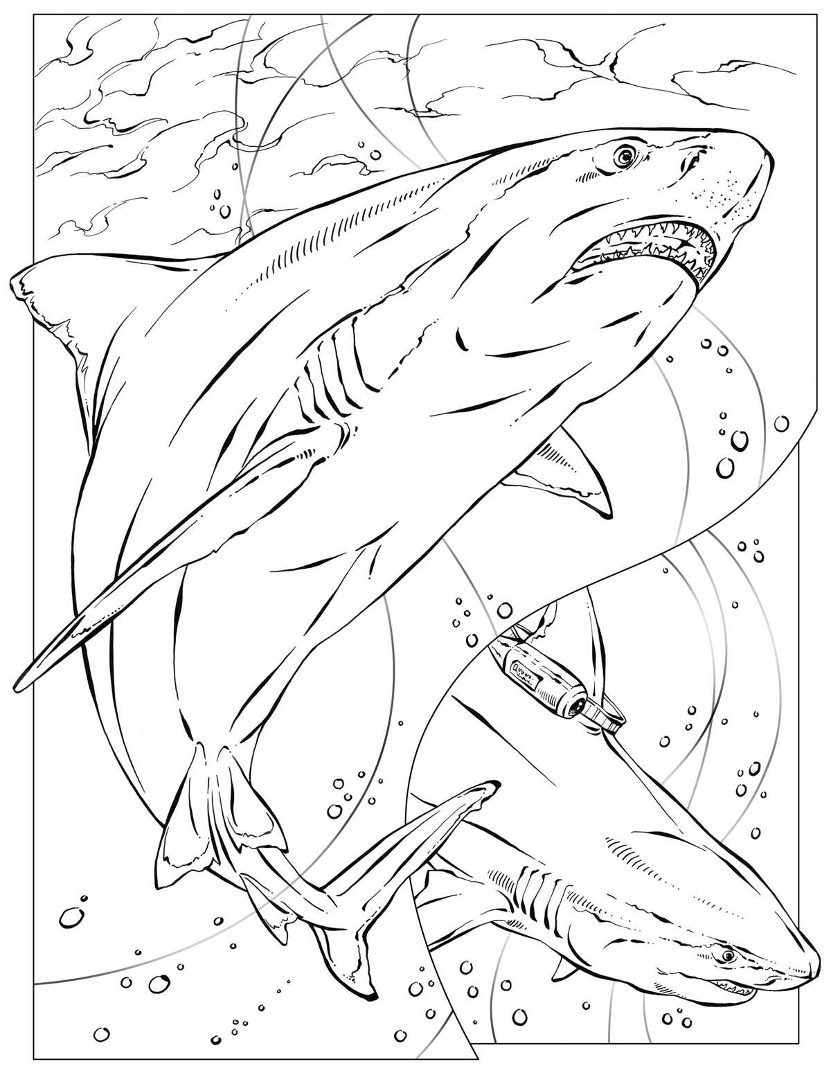 printable animal colouring sheets printable animal colouring sheets