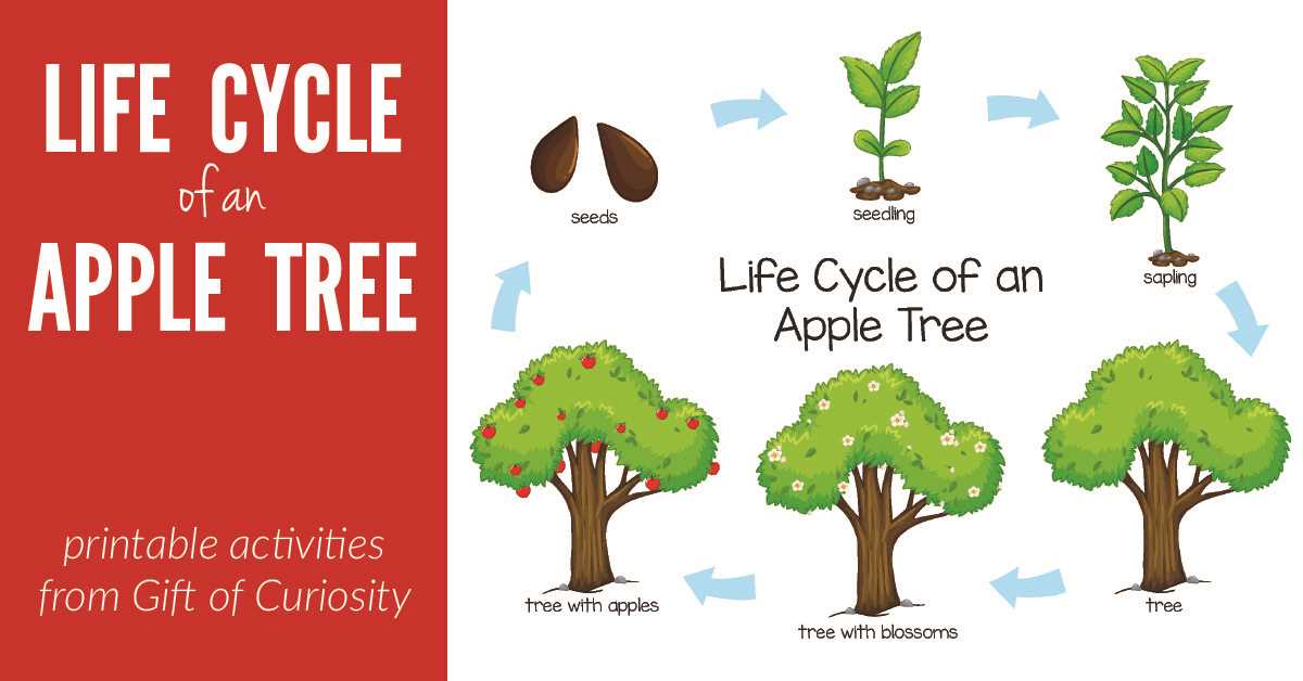 printable life cycle of a tree printable life cycle of a tree