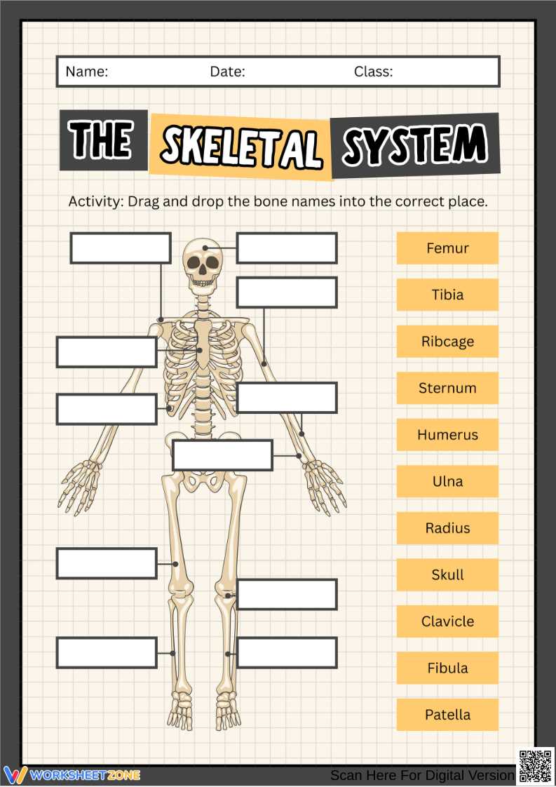 skeleton diagram printable skeleton diagram printable