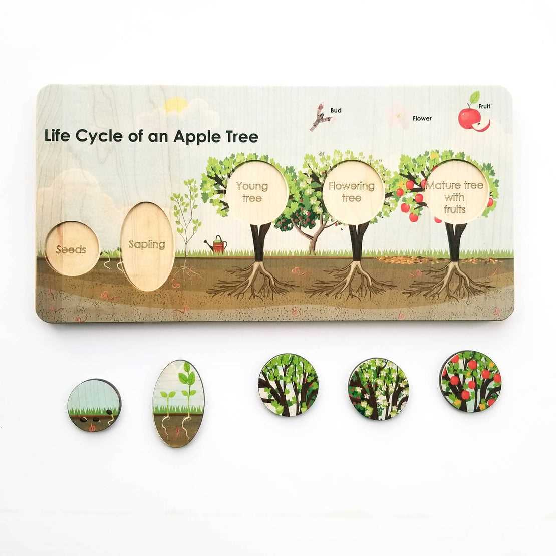 apple tree life cycle printable