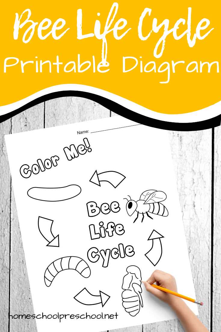 bee life cycle printable