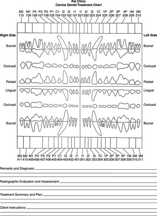 canine dental chart printable