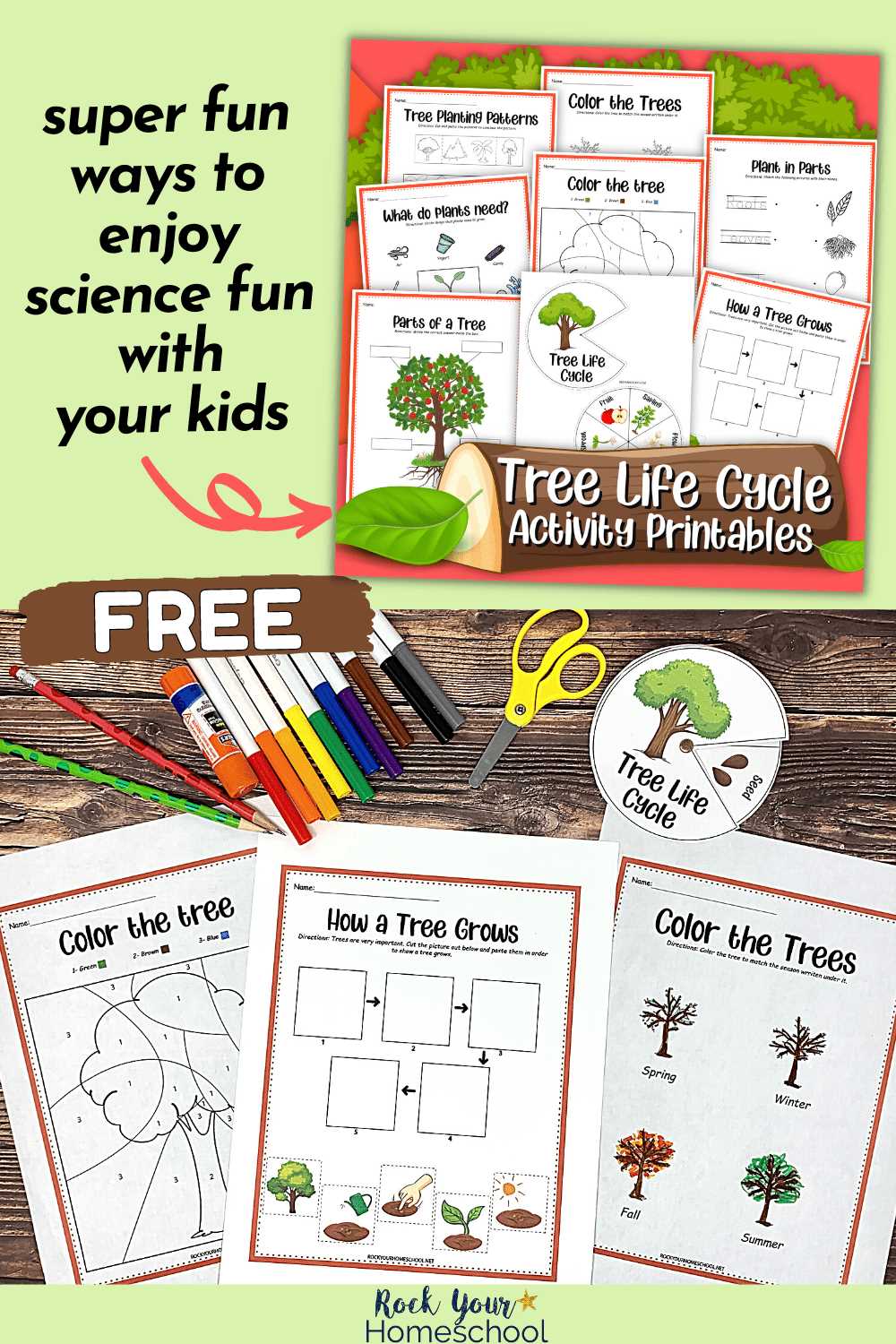 printable life cycle of a tree printable life cycle of a tree