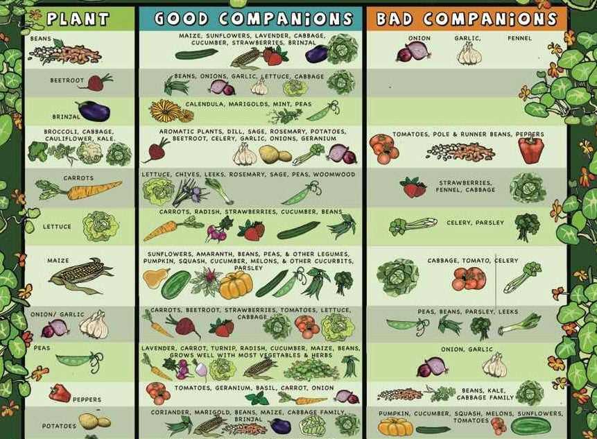 companion planting chart printable companion planting chart printable