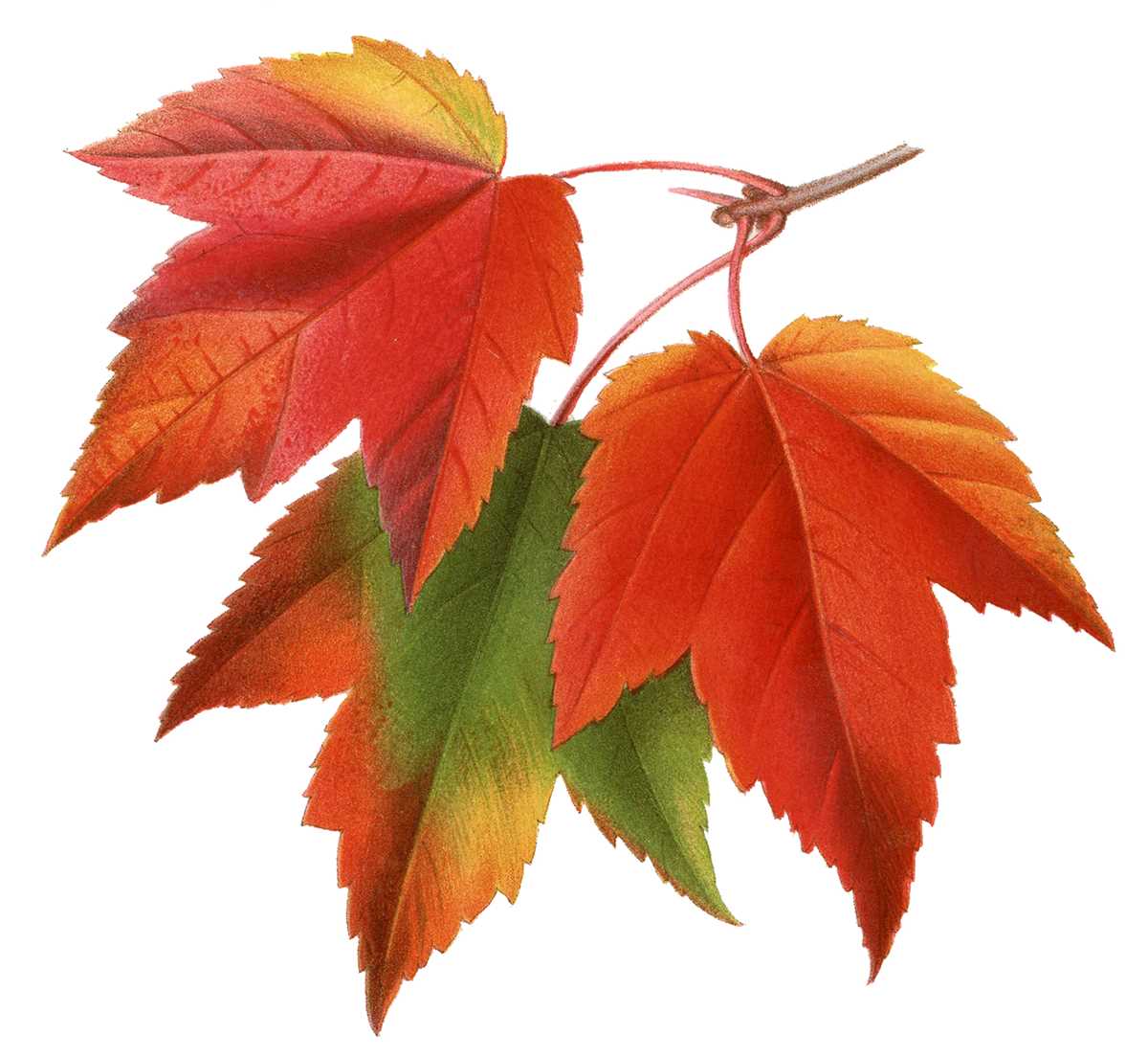fall leaves printable pictures fall leaves printable pictures