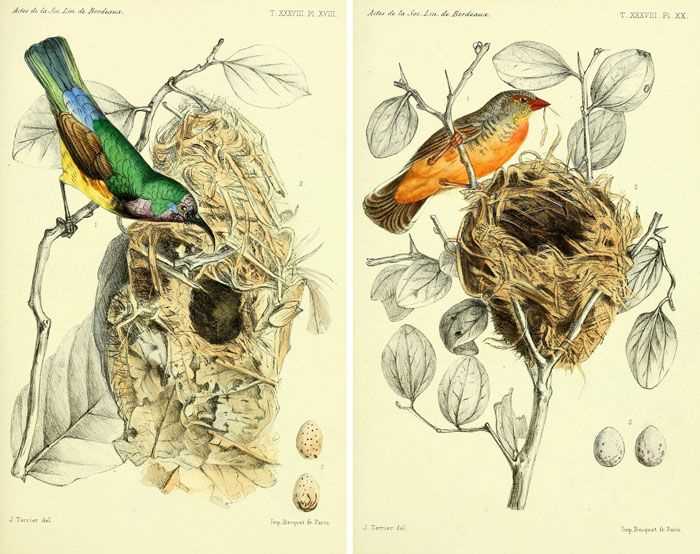 free printable bird images free printable bird images