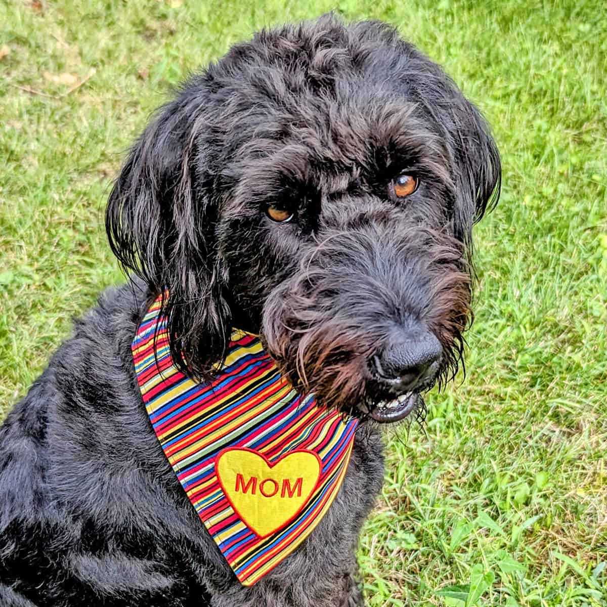 free printable dog bandana pattern free printable dog bandana pattern