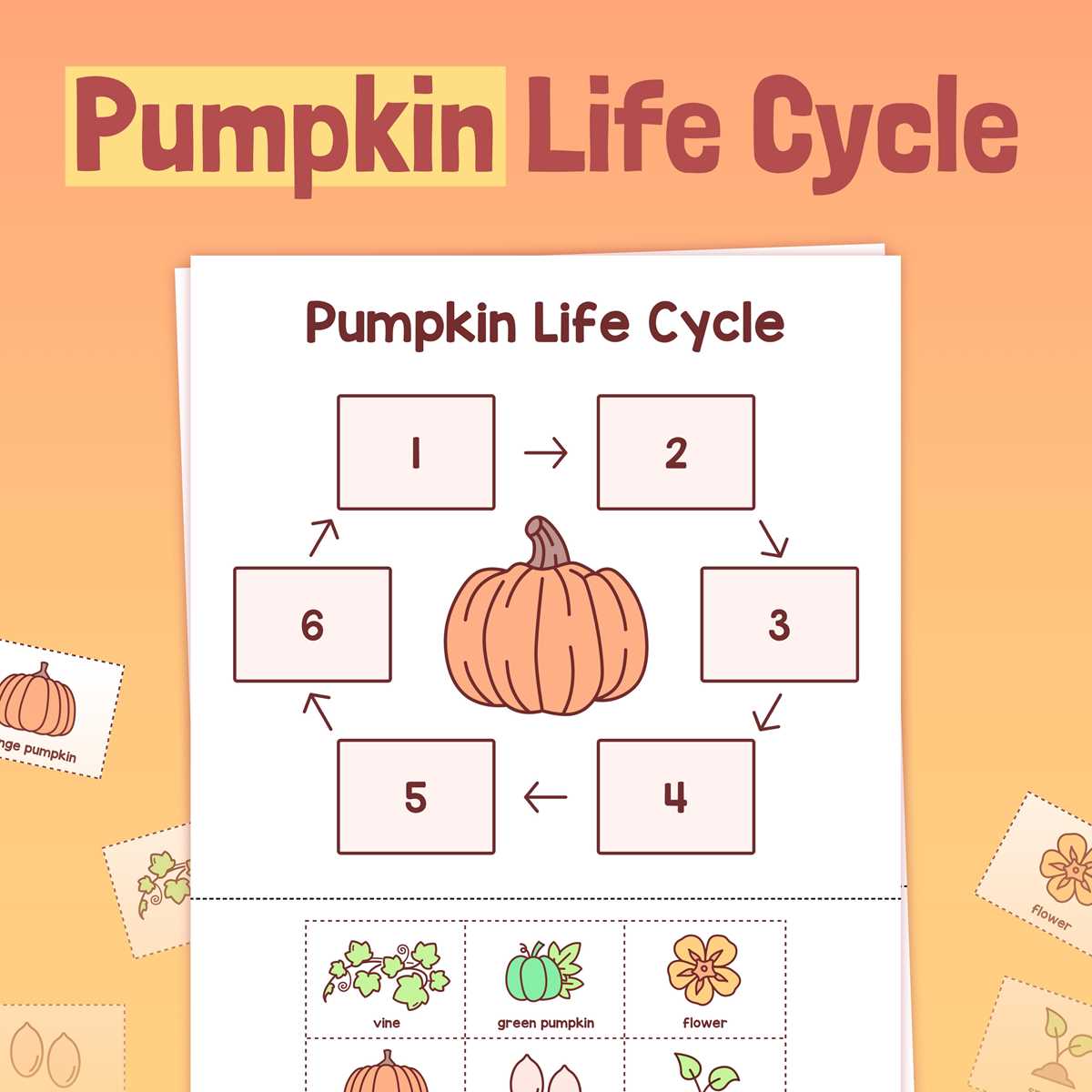 free printable pumpkin life cycle free printable pumpkin life cycle