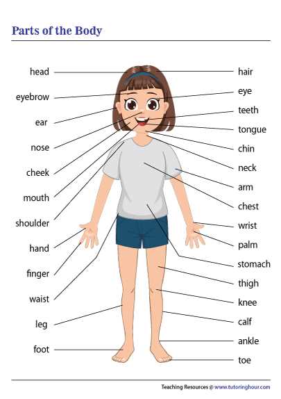 parts of the body printable parts of the body printable