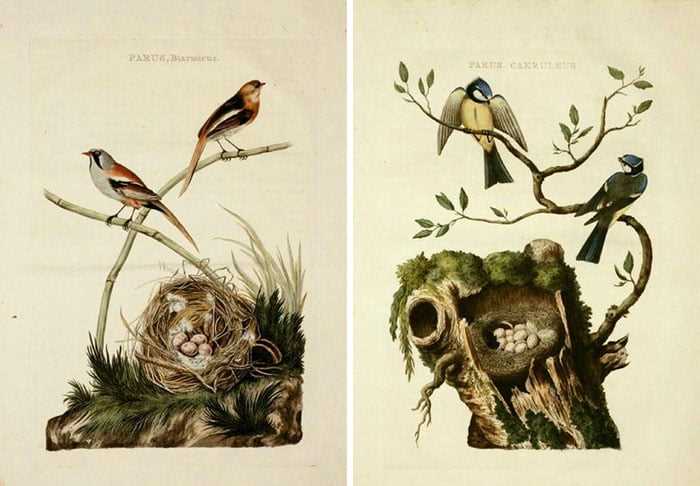 free printable bird images free printable bird images