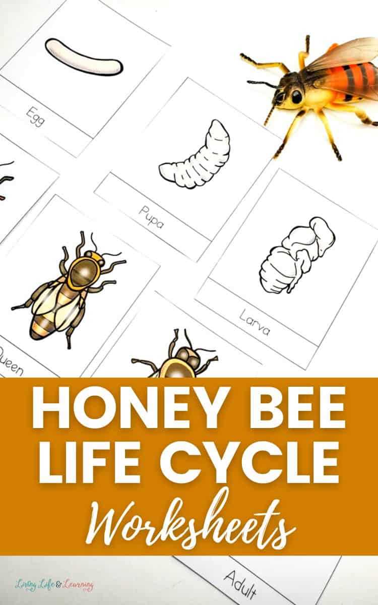bee life cycle printable