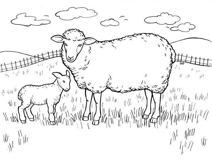 sheep coloring pages printable