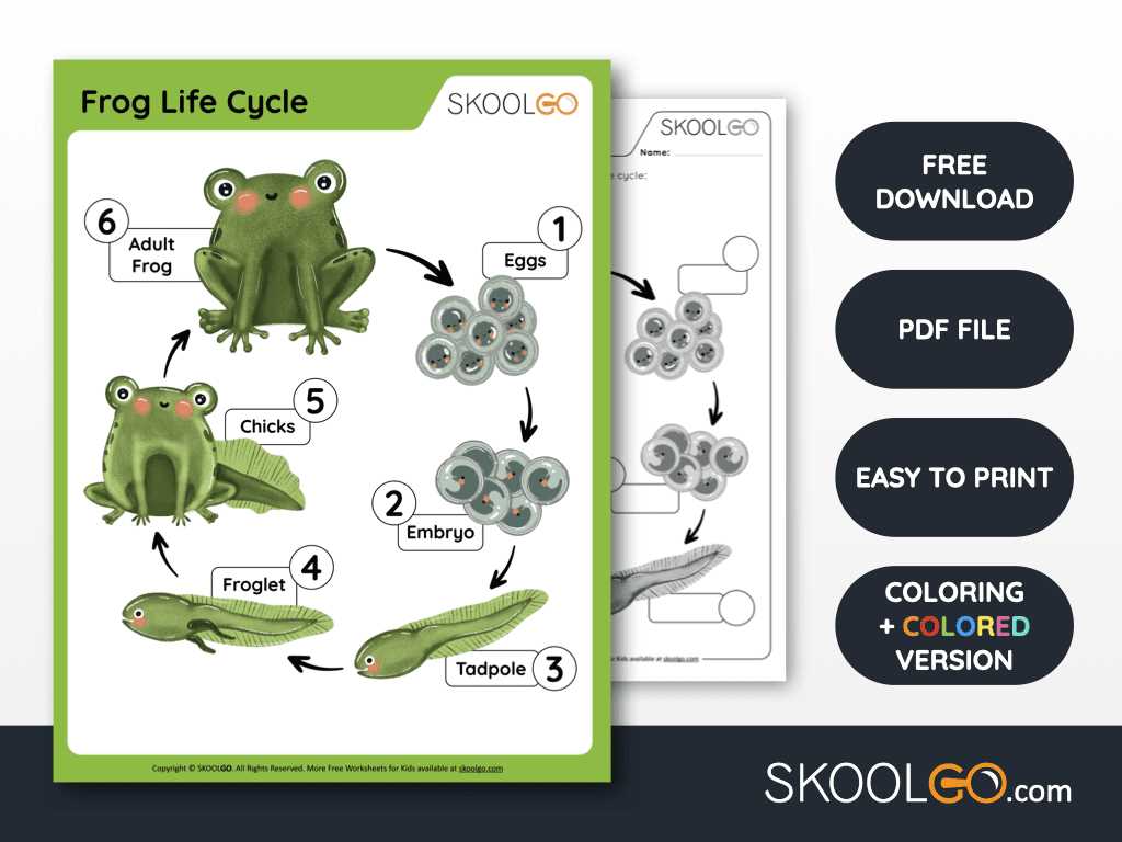 frog life cycle free printable frog life cycle free printable