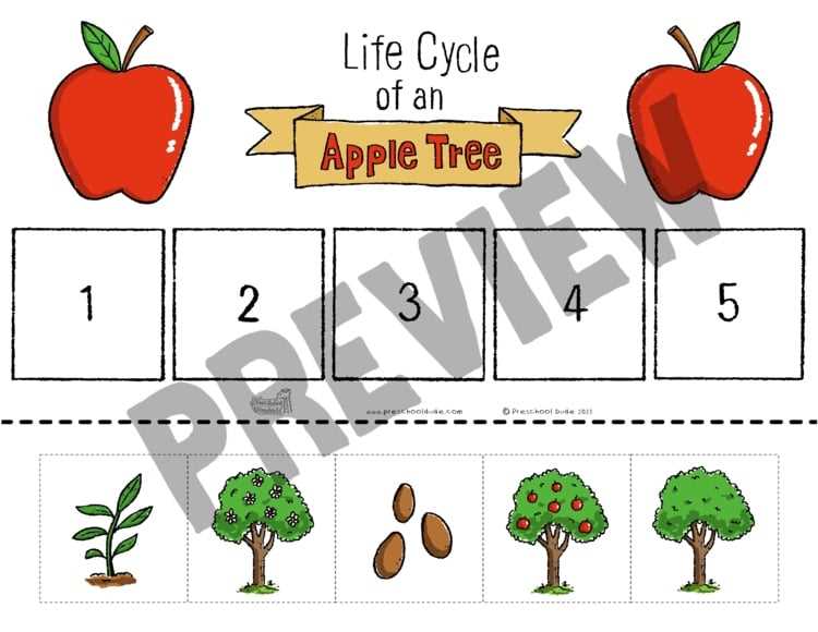 apple tree life cycle printable