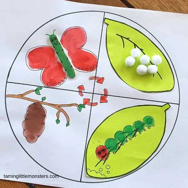life cycle of a butterfly printable life cycle of a butterfly printable