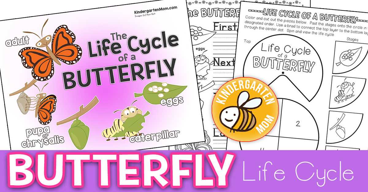 life cycle of a butterfly printable life cycle of a butterfly printable