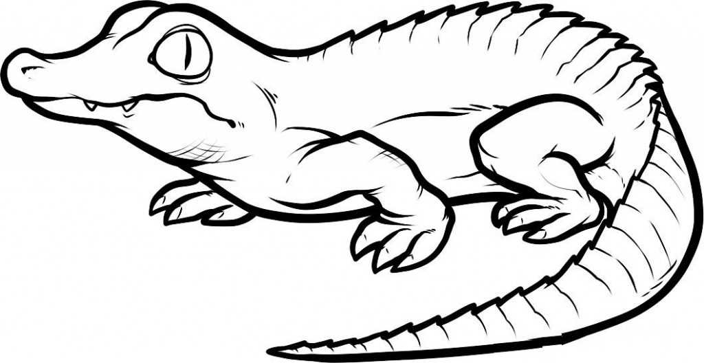 alligator coloring pages printable