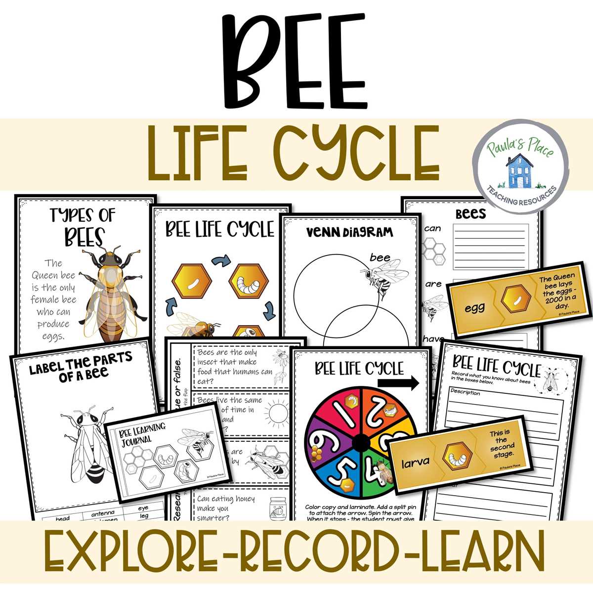bee life cycle printable bee life cycle printable