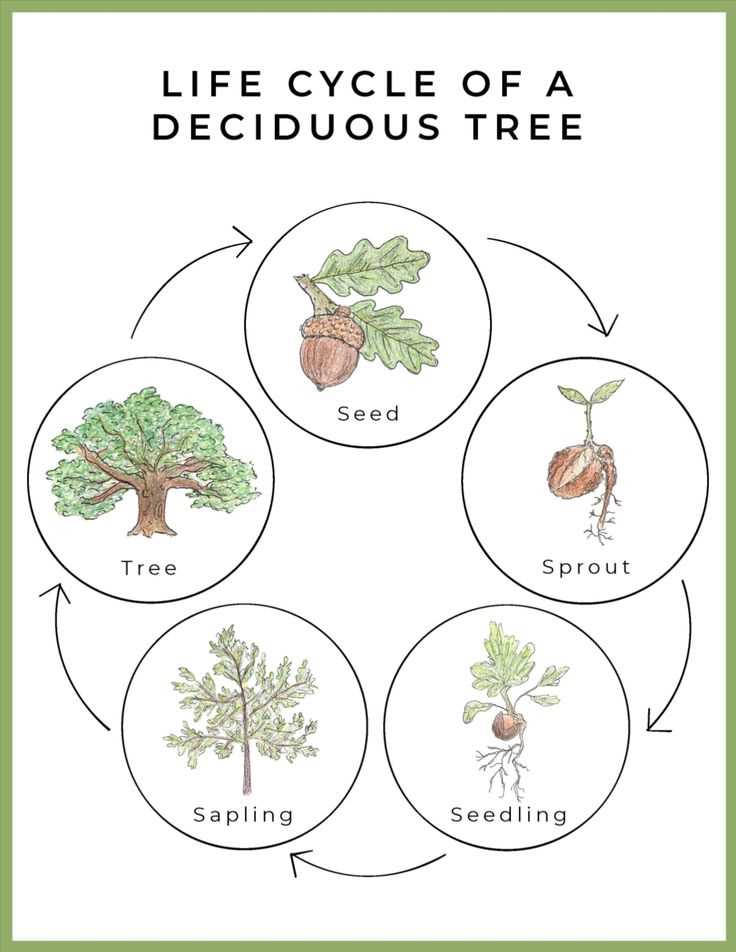tree life cycle printable tree life cycle printable