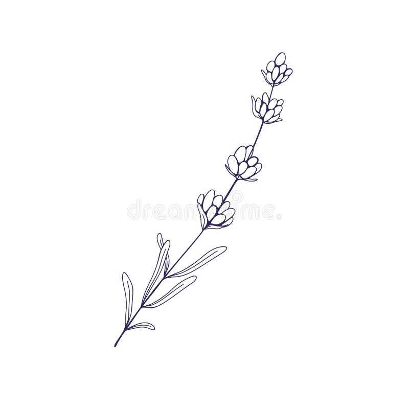 printable flower stem outline