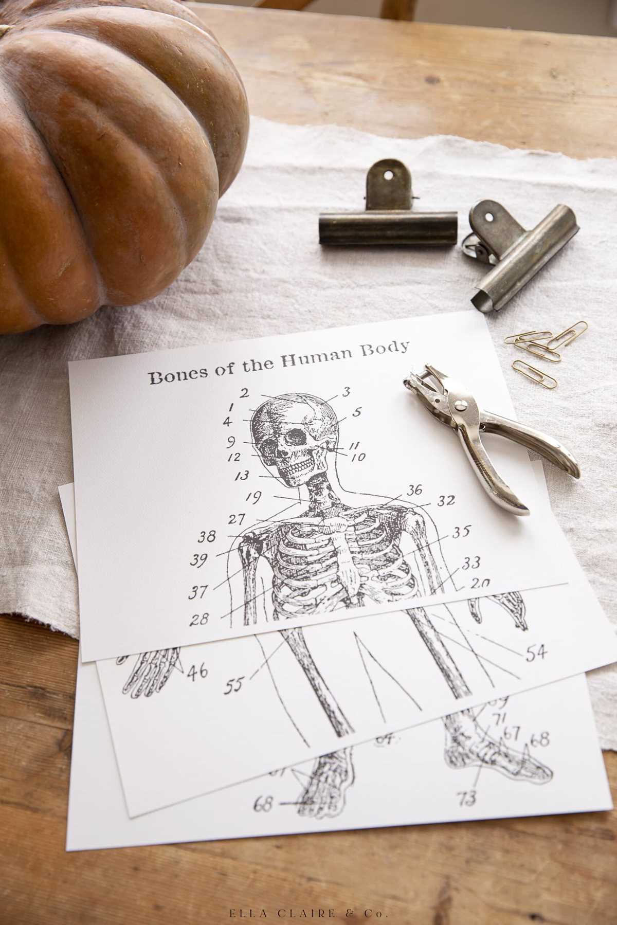 printable halloween skeleton printable halloween skeleton