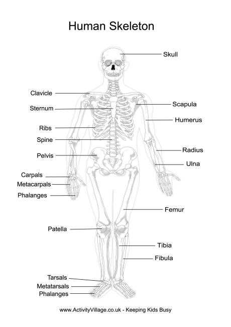 printable human skeleton printable human skeleton