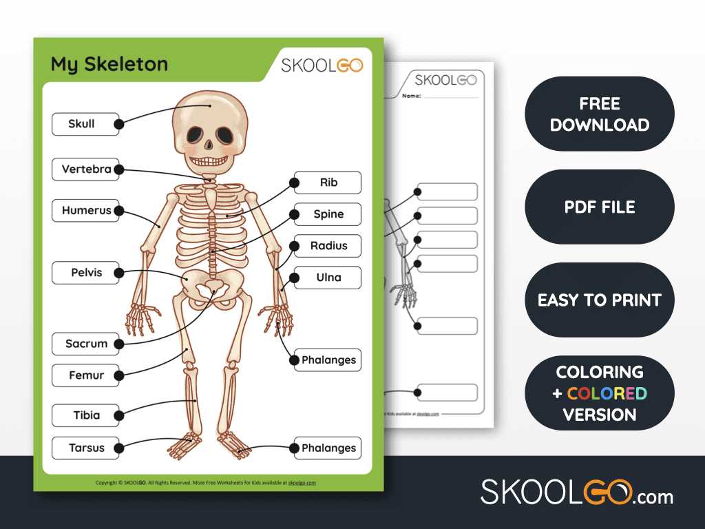 printable human skeleton
