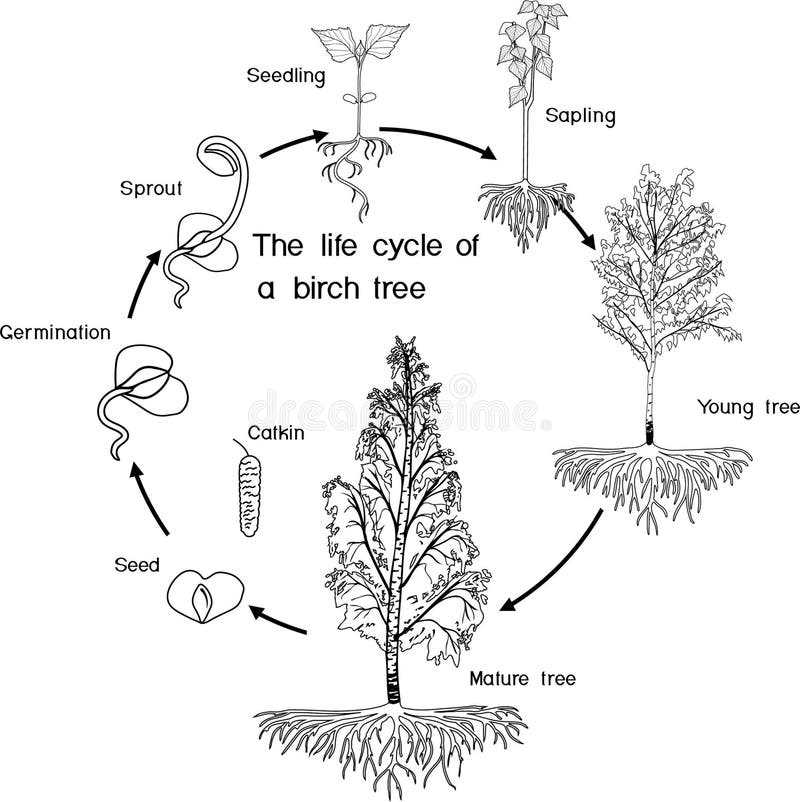 printable life cycle of a tree printable life cycle of a tree