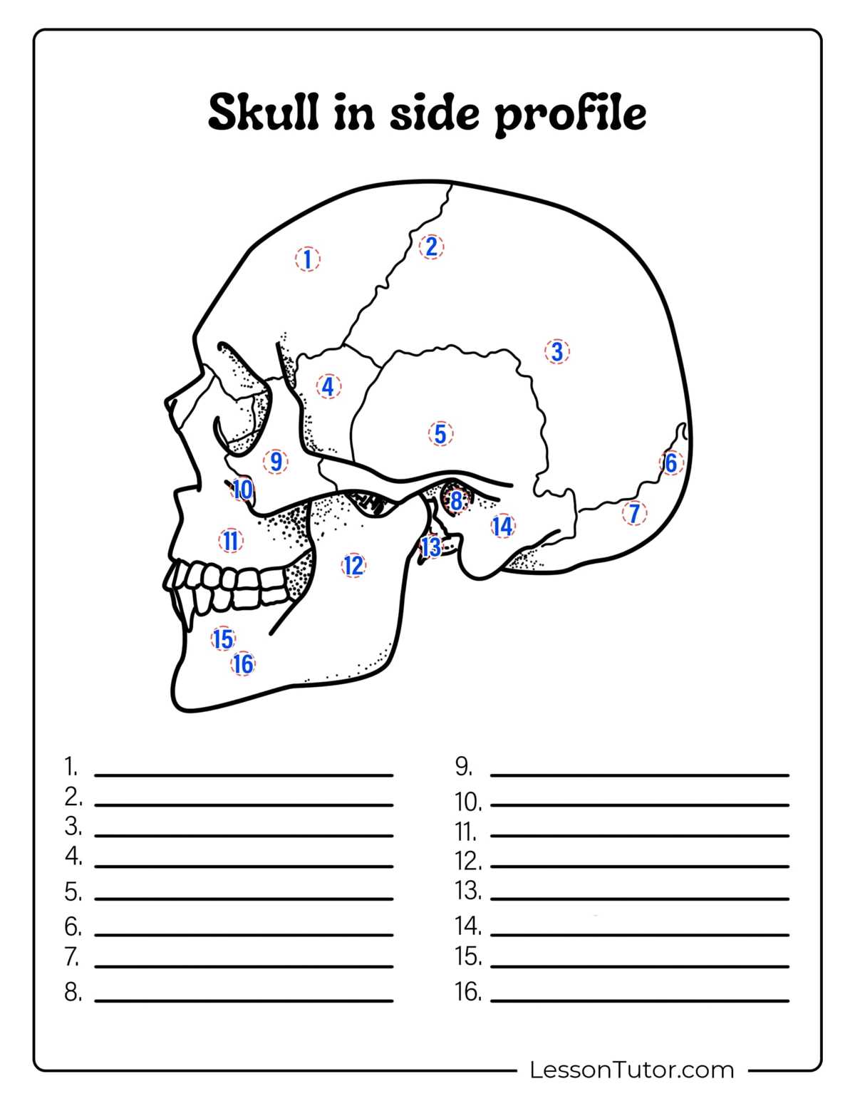 skeleton diagram printable skeleton diagram printable