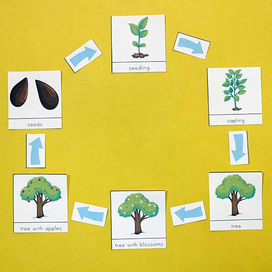 tree life cycle printable tree life cycle printable