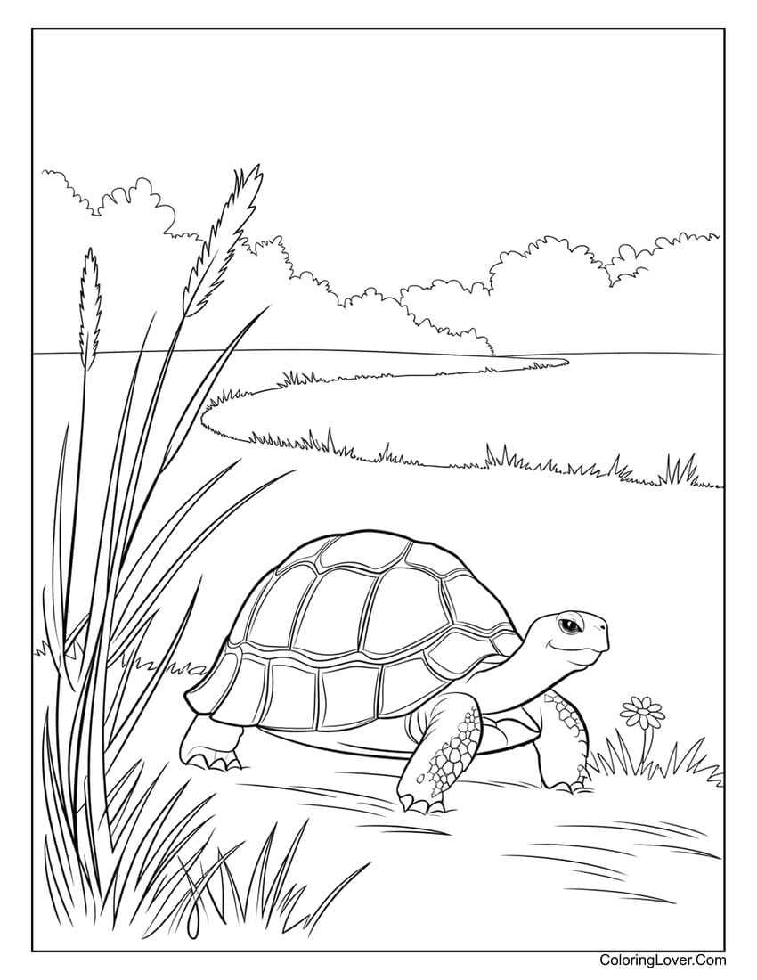 turtle coloring pages printable turtle coloring pages printable