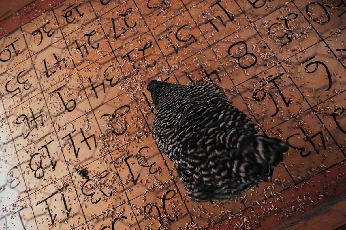 chicken poop bingo rules printable chicken poop bingo rules printable